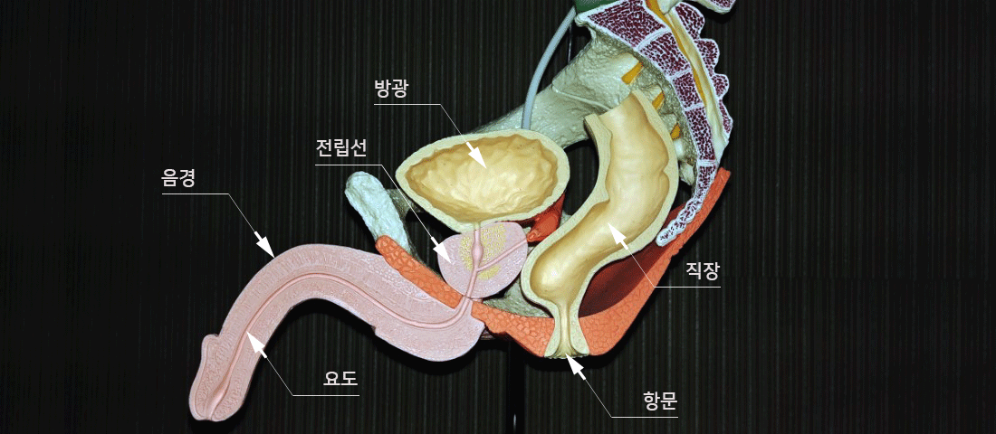 정상 전립선 모양